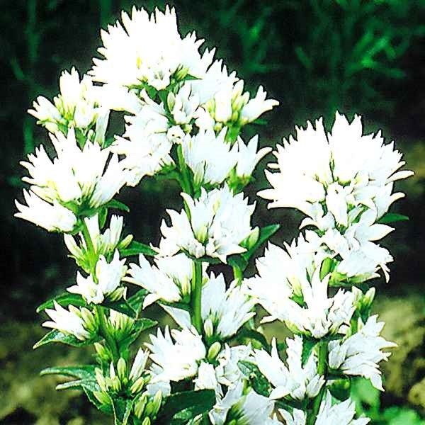 種 花たね ヤツシロソウ 白花 1袋(20mg)