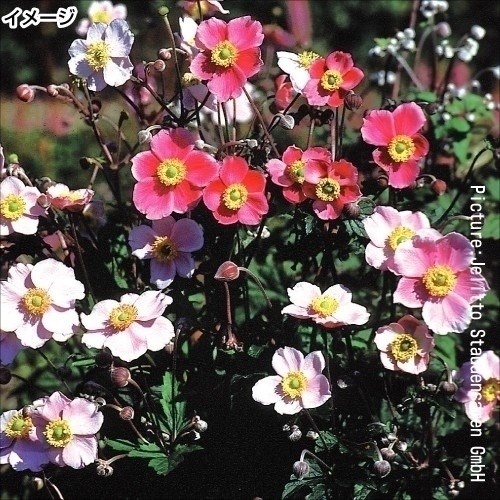 種 花たね 多年草 秋明菊ミックス 1袋(30粒)