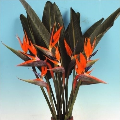 種 花たね ストレリチア レジナ 1袋(10粒)