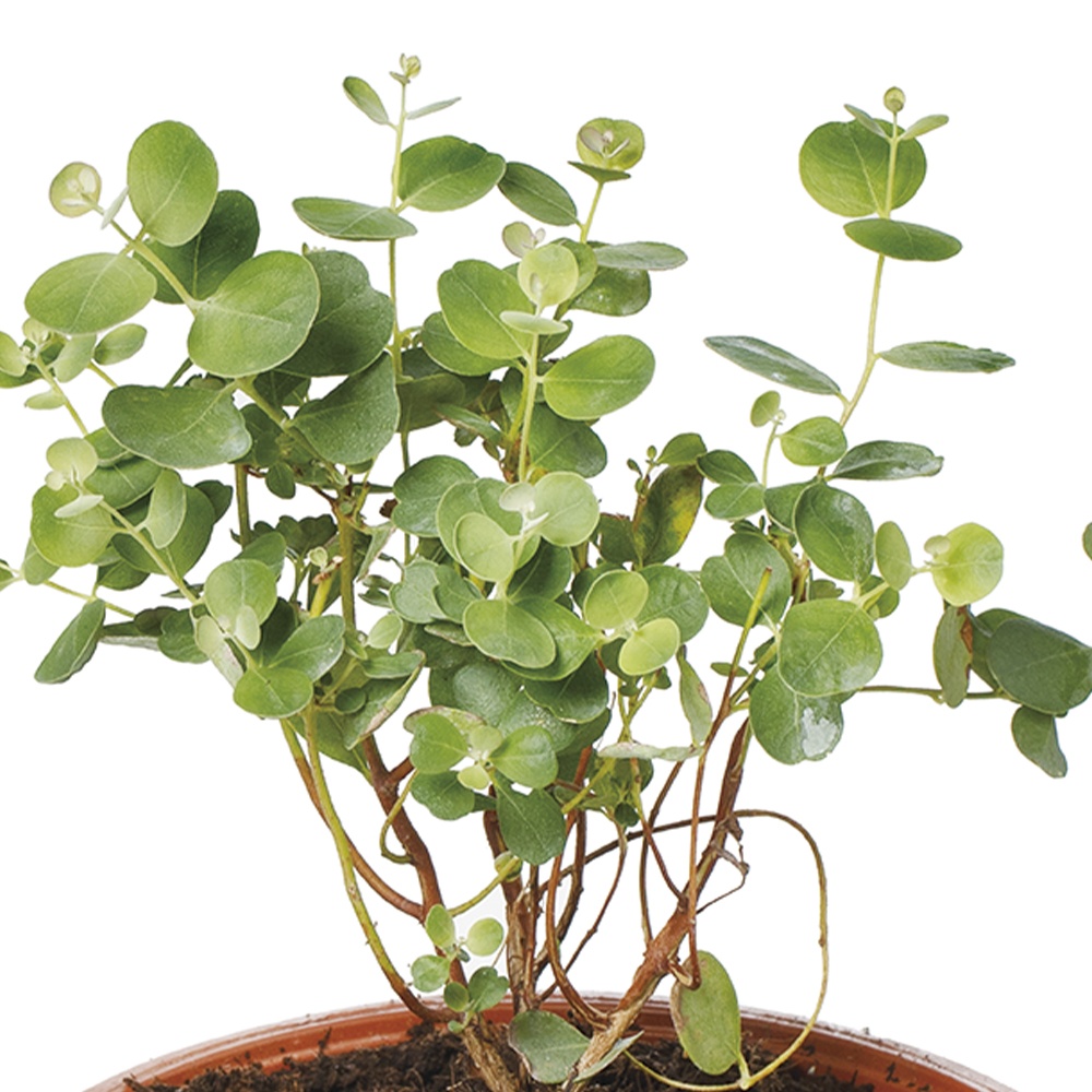 種 花たね ユーカリ ウェブステリアナ 1袋(15粒)