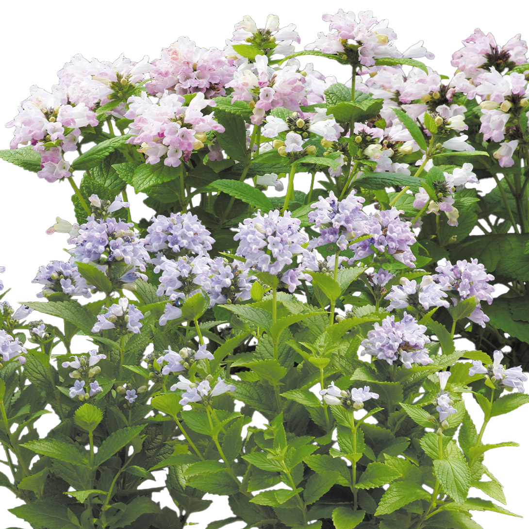 種 花たね ネペタ パンサ―ミックス 1袋(50粒)