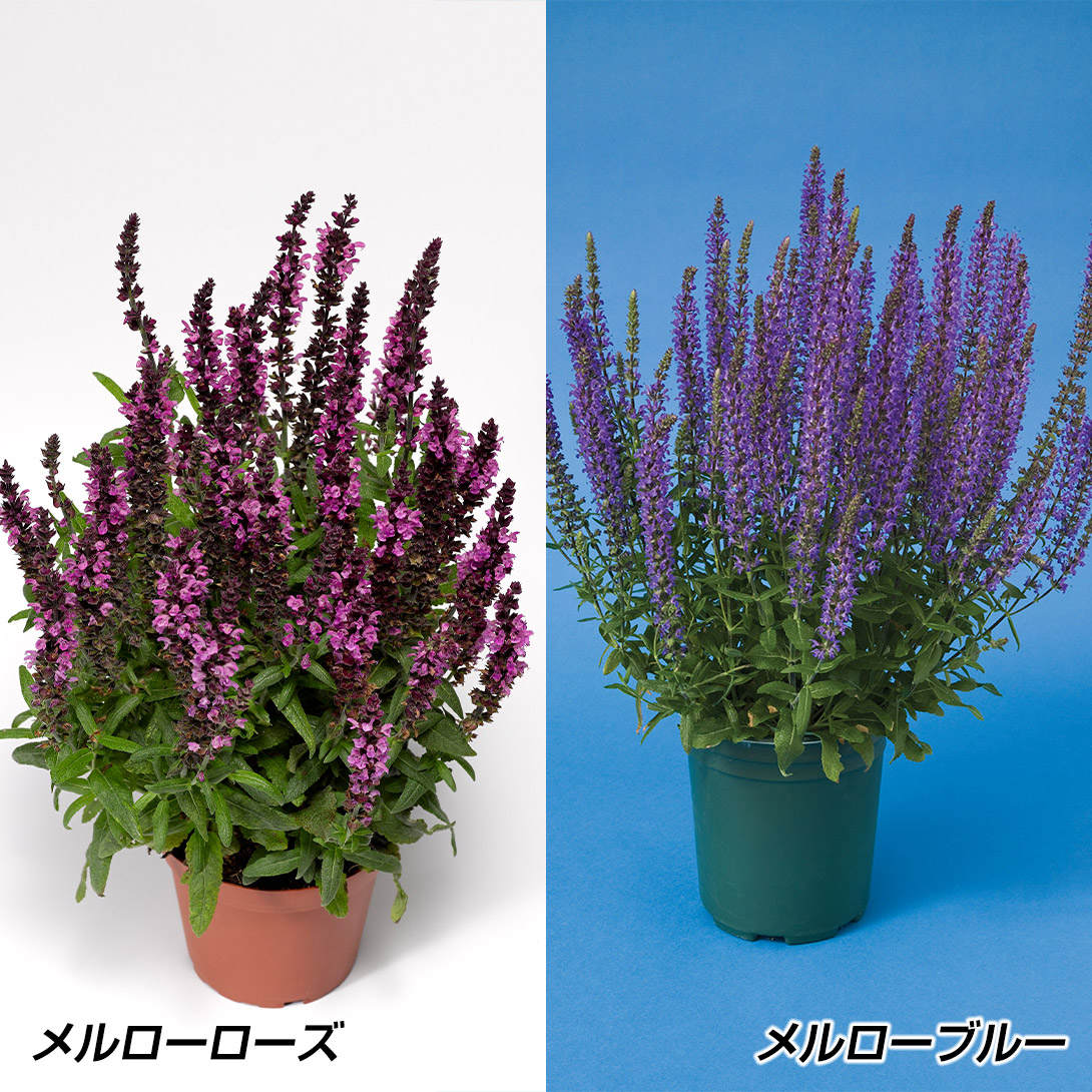 種 花たね サルビアセット 2種2袋