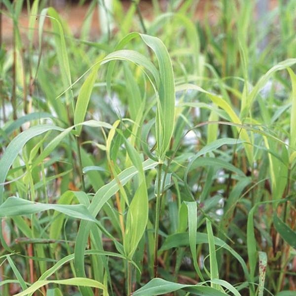 種 花たね レモングラス 1袋(30mg)