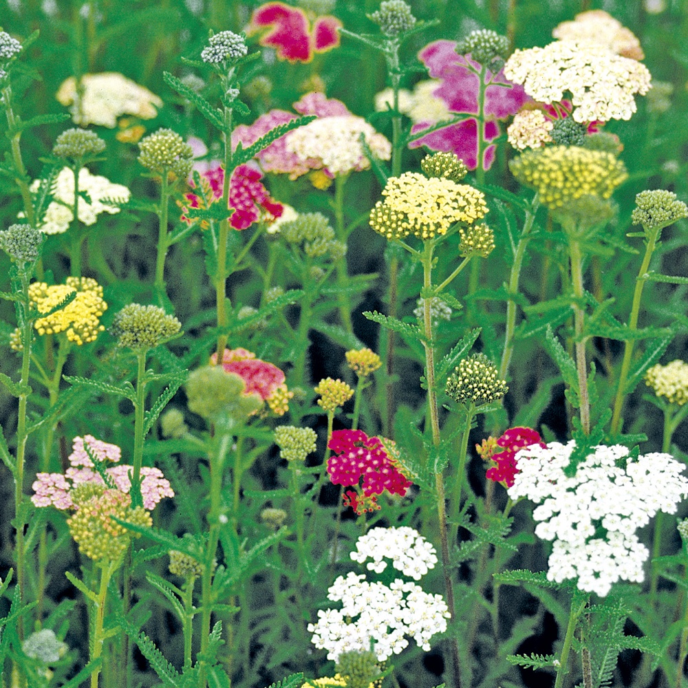 種 花たね アキレア サマーパステルミックス 1袋(20mg)