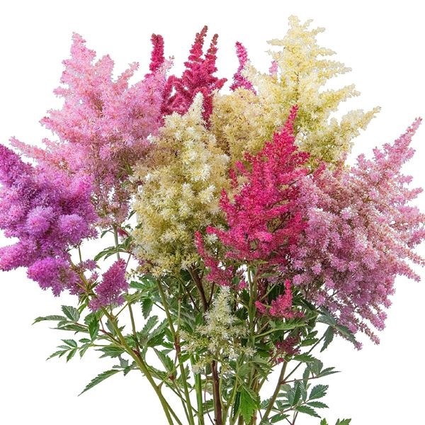 種 花たね アスチルベ ラプソディミックス 1袋(20粒)