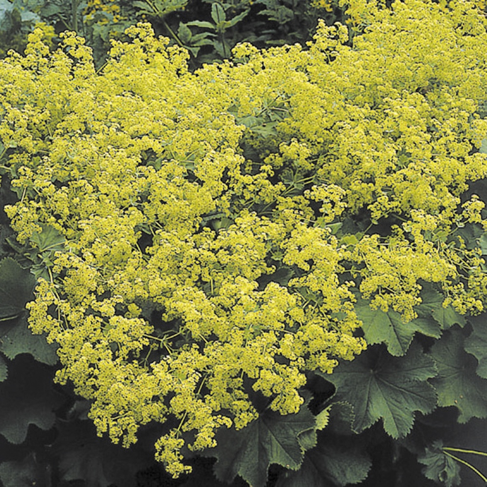 種 花たね アルケミラ モリス 1袋(100mg)