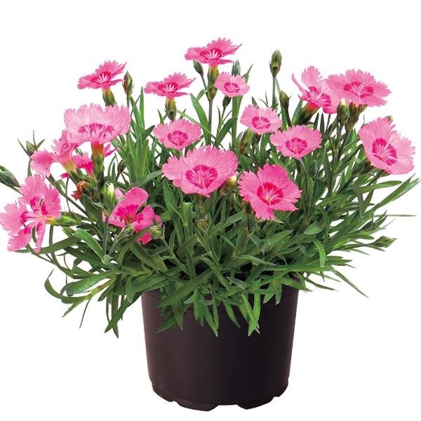 種 花たね ダイアンサス ローズクオーツ 1袋(20粒)