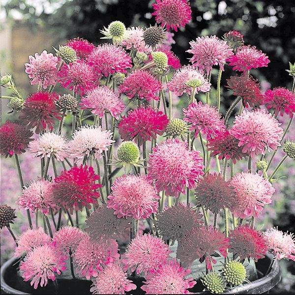 種 花たね クナウティア メルトンパステルミックス 1袋(25粒)