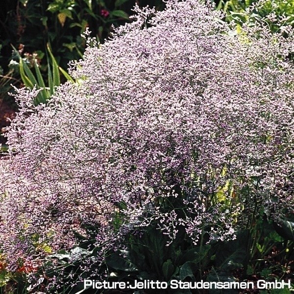 種 花たね 多年草 宿根スターチス（リモニューム) ラティフォリウム 1袋(100粒)