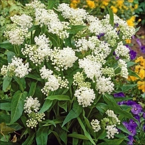 種 花たね 多年草 アスクレピアス ミルクメイド 1袋(40粒)