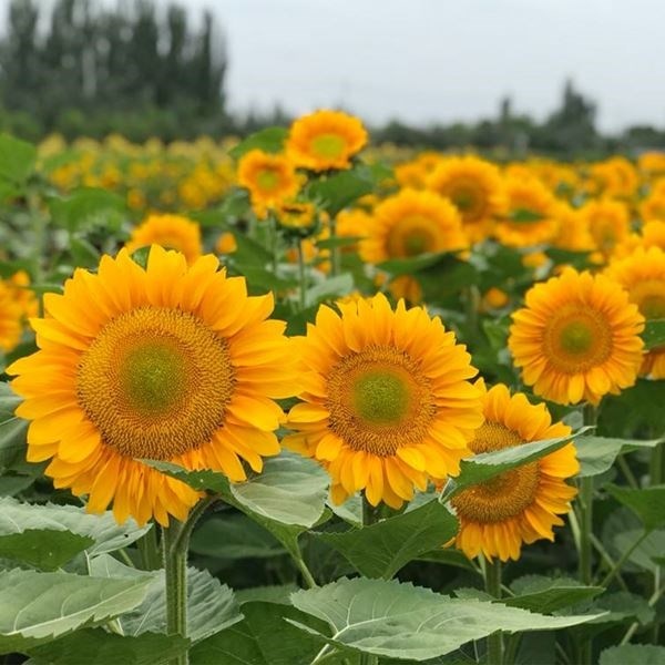 種 花たね ヒマワリ F1プロカット ゴールドライト 1袋(20粒)