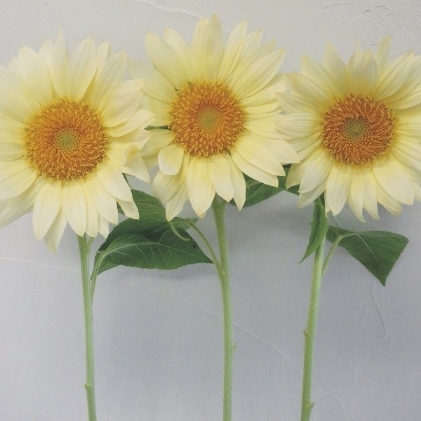 種 花たね ヒマワリ F1プロカット ホワイトライト 1袋(20粒)