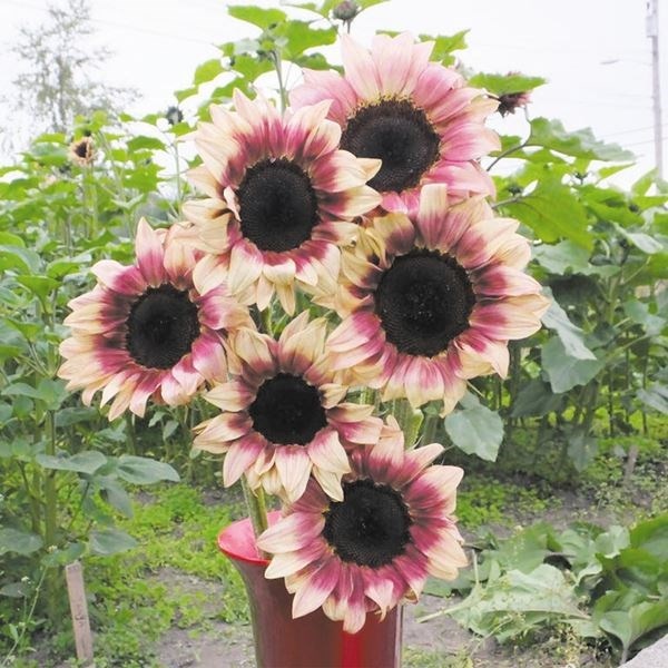 種 花たね ヒマワリ F1プロカットプラム 1袋(20粒)