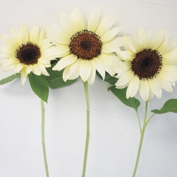 種 花たね ヒマワリ F1プロカット ホワイトナイト 1袋(20粒)