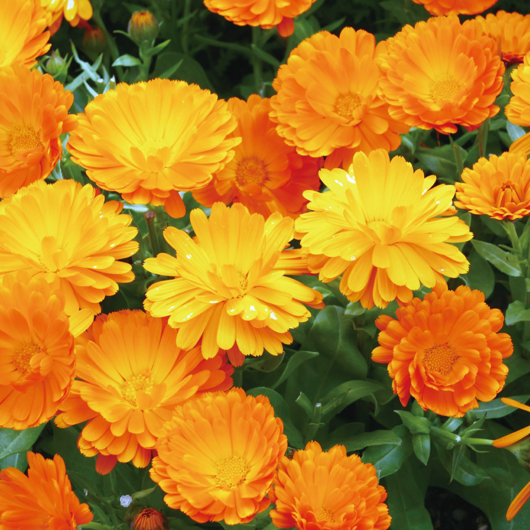 種 花たね キンセンカ 切花美色混合 1袋（800mg）