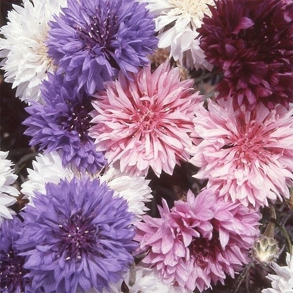 種 花たね 矢車草 八重咲矢車草混合  1袋（500mg）