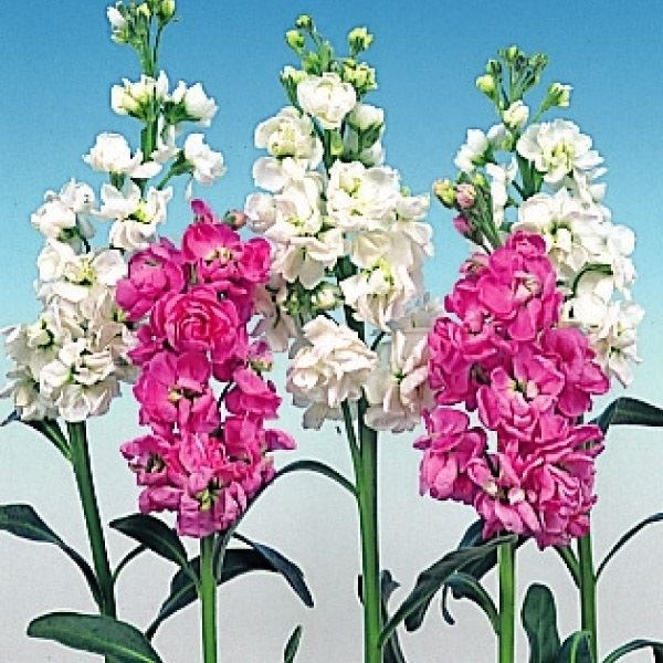 種 寒冷地向き春まき 花たね ストック混合 1袋(80mg)