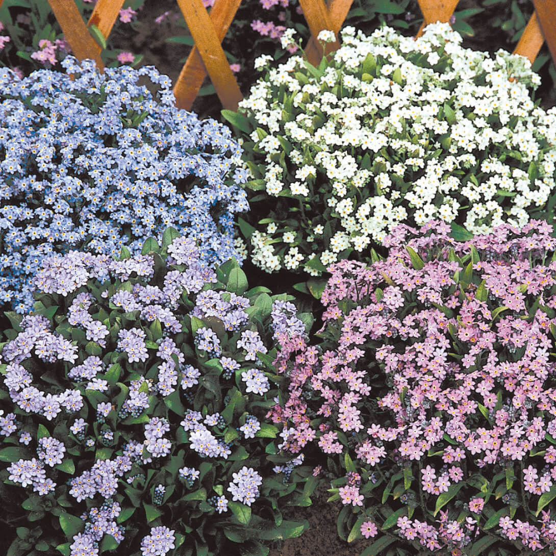 種 花たね わすれな草ミックス 1袋（100mg）