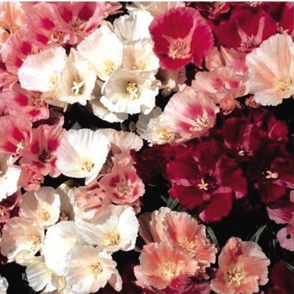 種 寒冷地向き春まき 花たね ゴデチア美色混合 1袋(200mg)