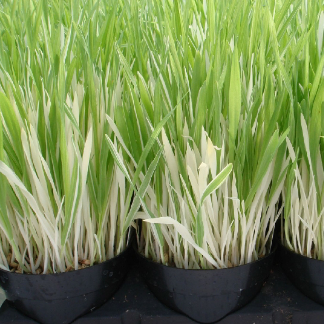 種 花たね ネコ草 バリエガータ 1袋（1000mg）