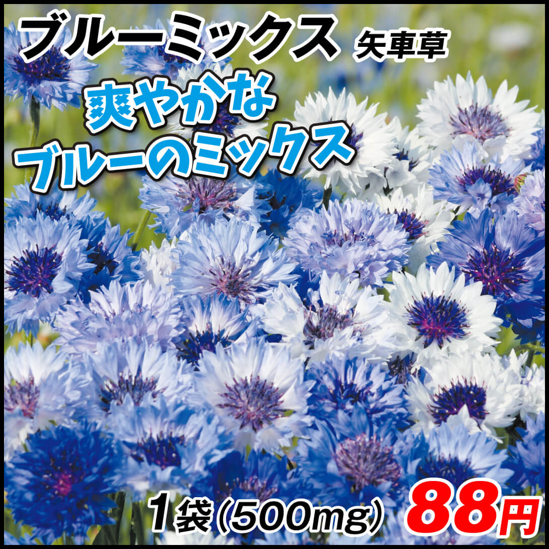 種 花たね 矢車草 ブルーミックス  1袋（500mg）