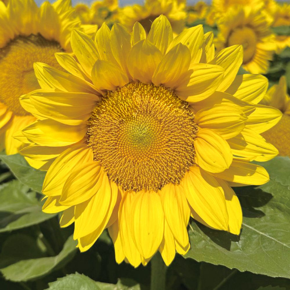 種 花たね ひまわり F1プロカット イエローライト 1袋(20粒)