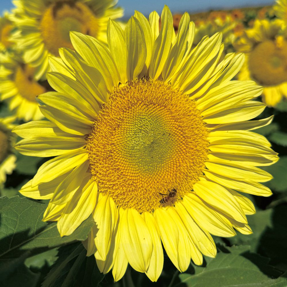 種 花たね ひまわり F1プロカット レモンライト 1袋(20粒)