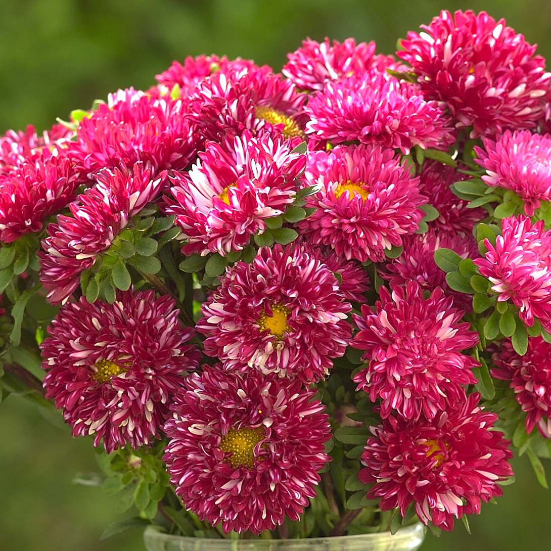 種 花たね アスター 松本アスター レットホワイト 1袋(100粒)
