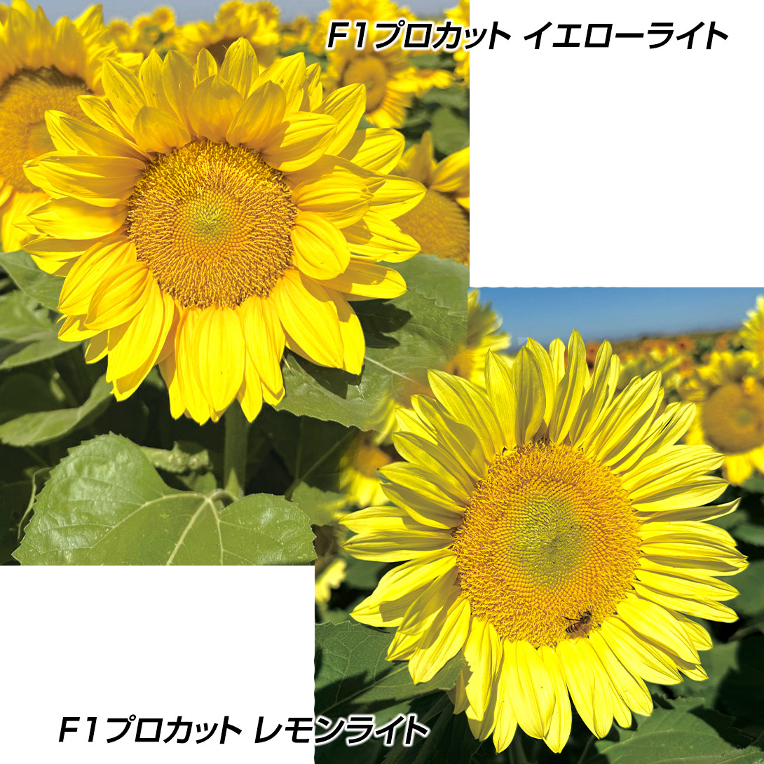 種 花たね ひまわり F1プロカット サニーセット 2種2袋