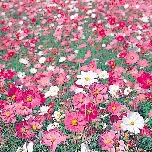 種 花たね大量販売 矮性コスモス畑