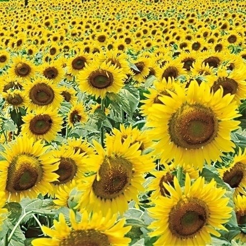 種 花たね大量販売 ひまわり畑