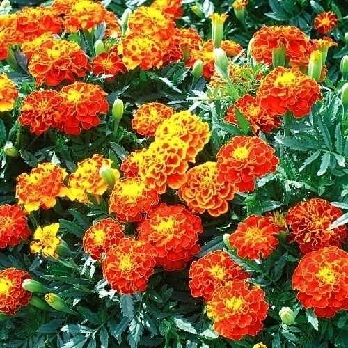 種 花たね大量販売 矮性マリーゴールド畑（フレンチ系)