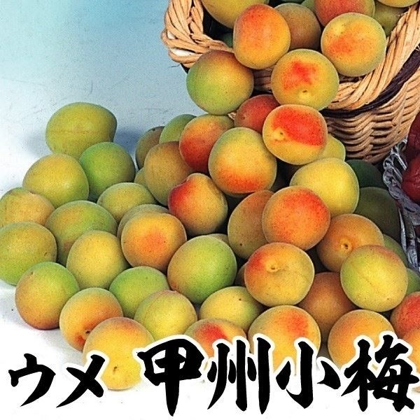 果樹苗 ウメ 甲州小梅 1株