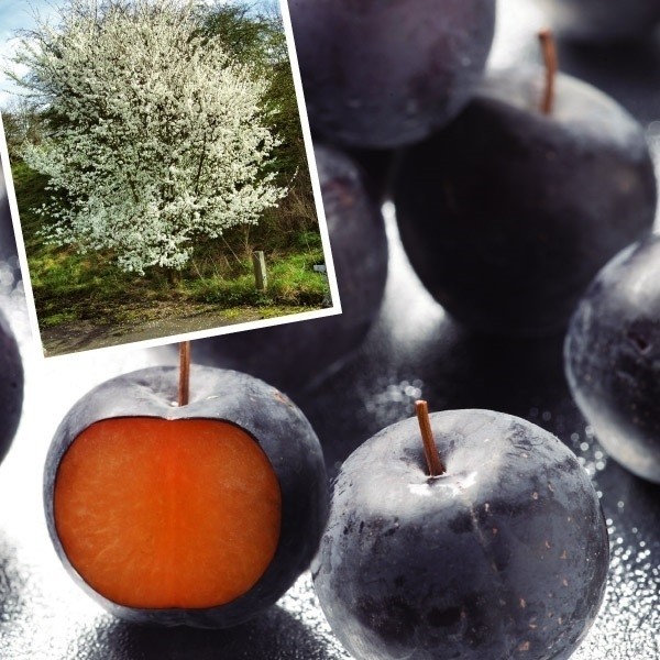 果樹苗 スモモ バイオチェリー 1株