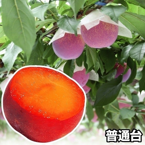 果樹苗 スモモ 貴陽 普通台 1株