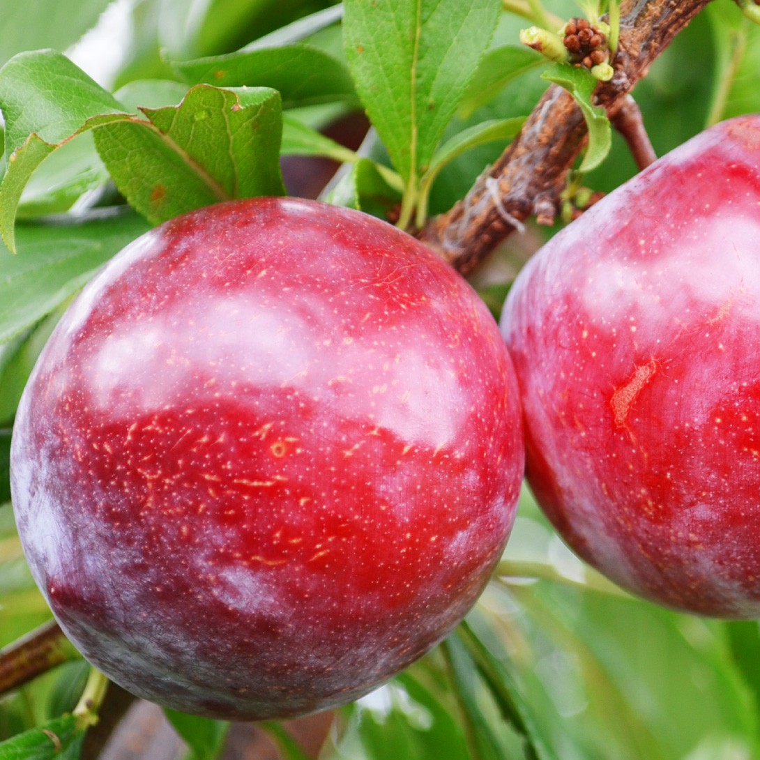 果樹苗 スモモ スイートりら＆ハリウッド 2種2株