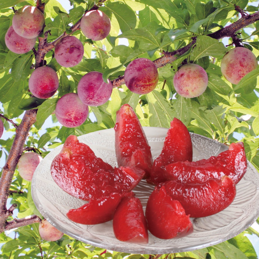 果樹苗 スモモ いくみPVP 1株