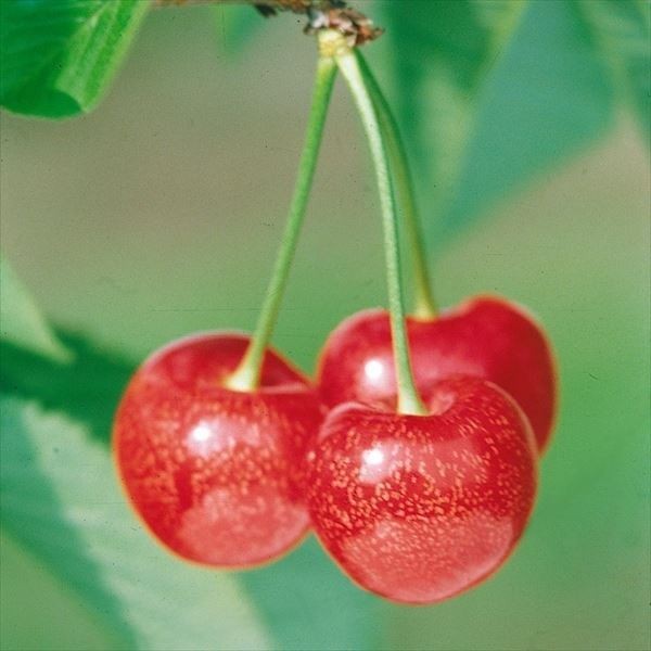 果樹苗 サクランボ アメリカンチェリー スタークリムソン 1株