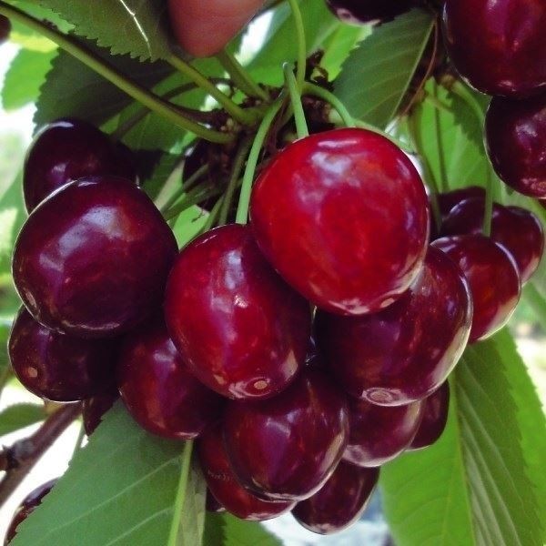 果樹苗 サクランボ アメリカンチェリー ステラ 1株