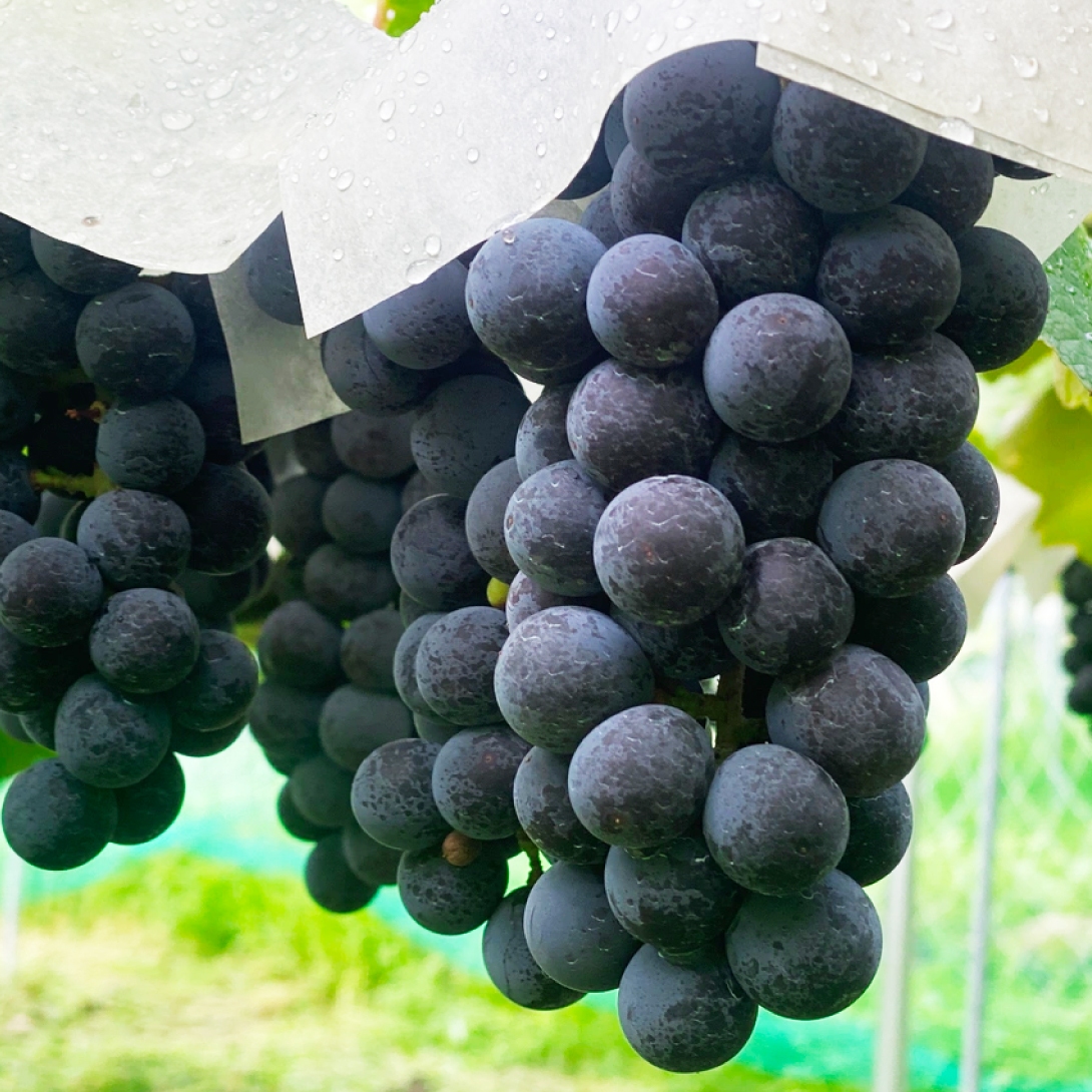 果樹苗 ブドウ アジロンダック 1株