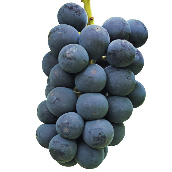 果樹苗 ブドウ あづましずくPVP 1株