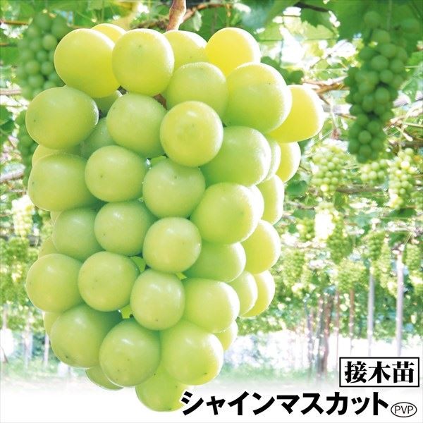 果樹苗 ブドウ シャインマスカットPVP接木苗