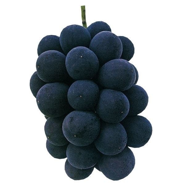 果樹苗 ブドウ 涼香PVP 1株