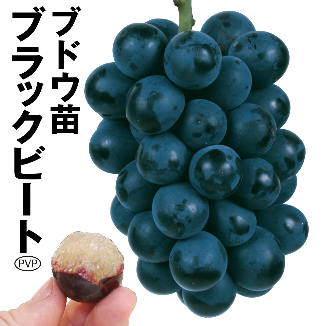 果樹苗 ブドウ ブラックビートPVP 1株
