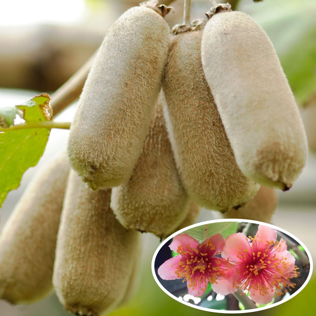 果樹苗 キウイ ミス孫雪（スンシェ）メス木 1株