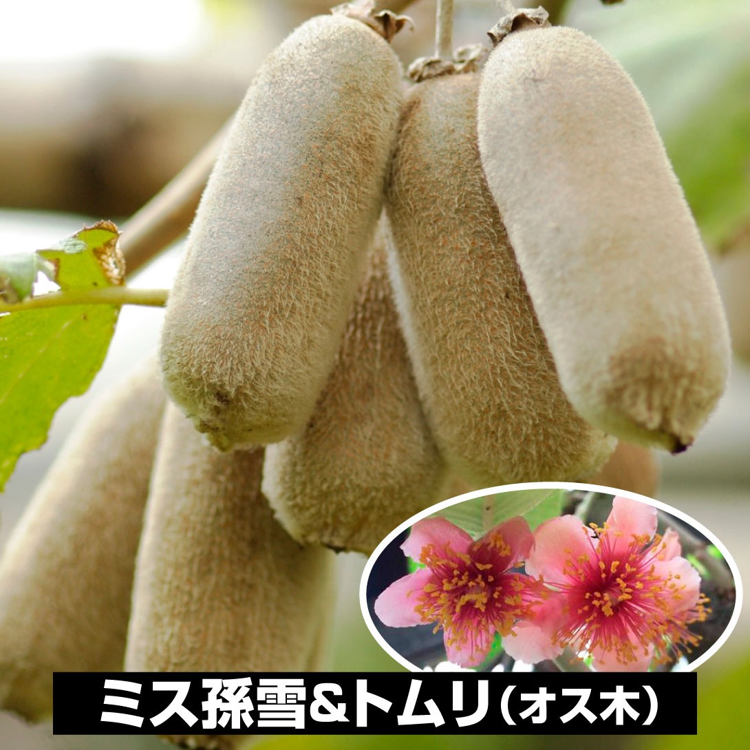 果樹苗 キウイ ミス孫雪＆トムリ 2種2株