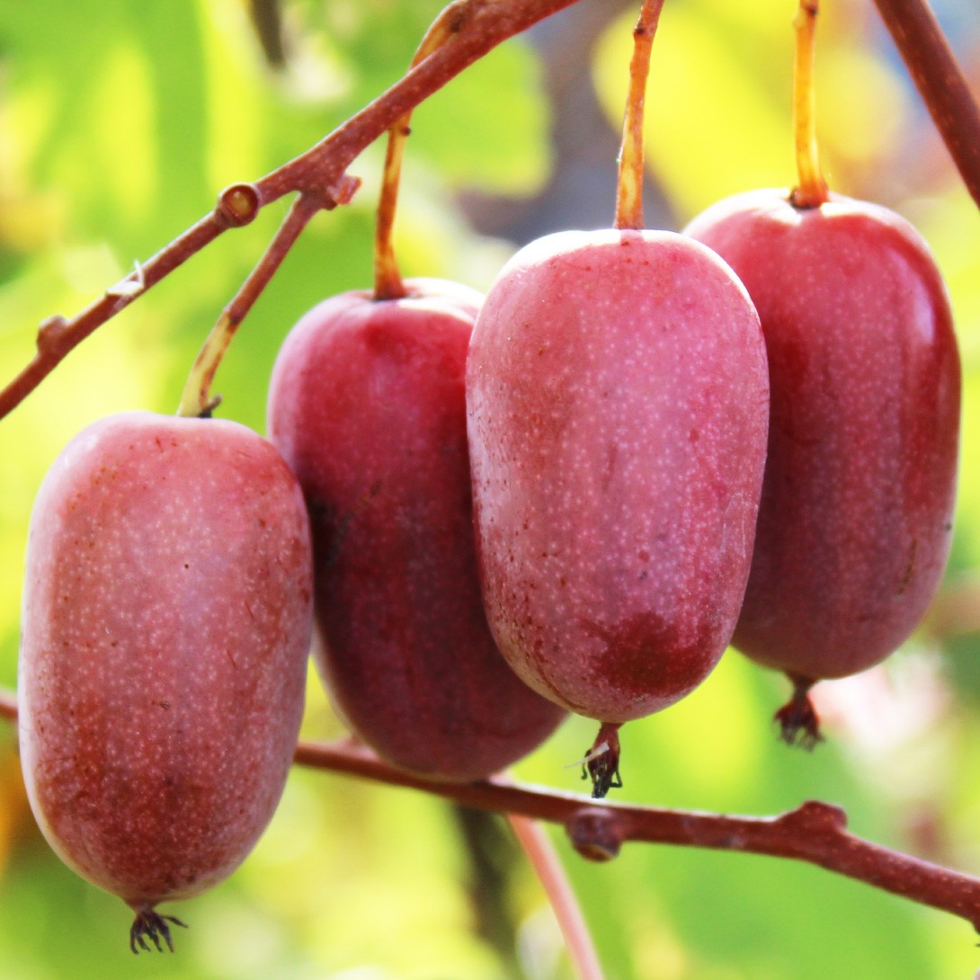 果樹苗 ミニキウイ パープルサドワ外(メス木) 1株