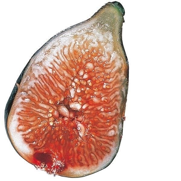 果樹苗 イチジク ヌアールドカロン 1株