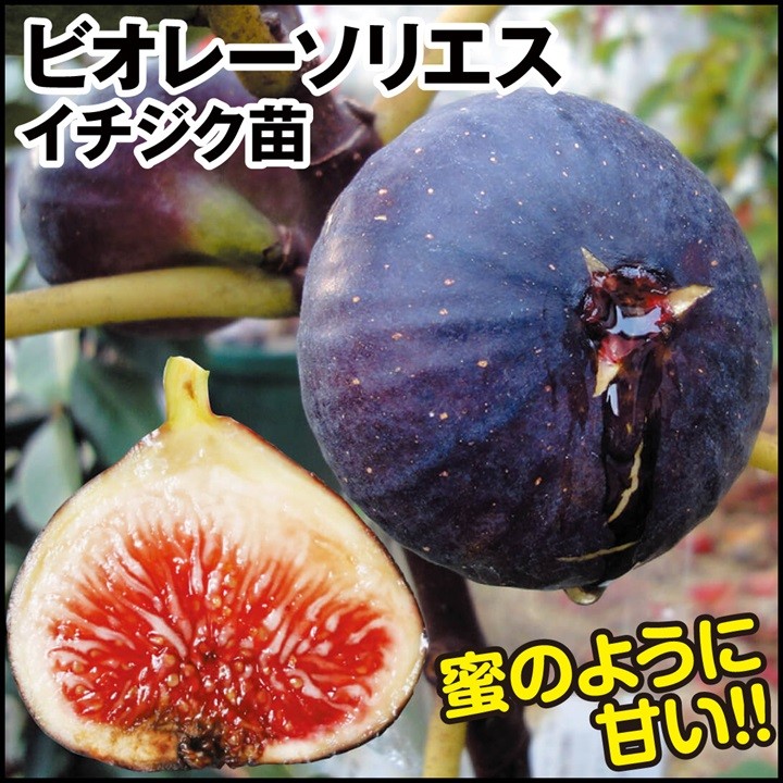 果樹苗 イチジク ビオレーソリエス