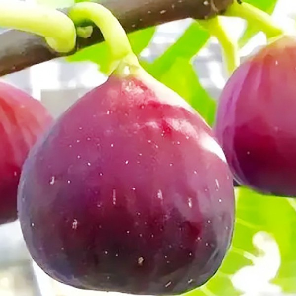 果樹苗 イチジク テキサスブルージャイアント 1株